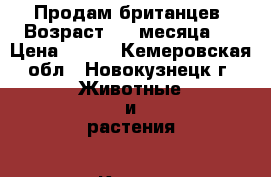 Продам британцев. Возраст 1,5 месяца.  › Цена ­ 500 - Кемеровская обл., Новокузнецк г. Животные и растения » Кошки   . Кемеровская обл.,Новокузнецк г.